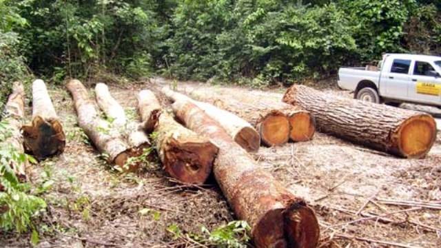 Madeireiros fogem do Ibama e abandonam mais de 160 metros de madeira
