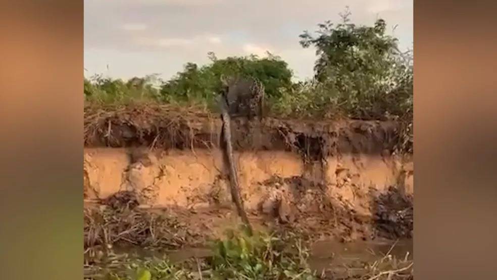 ASSISTA VÍDEO: em Estado vizinho, pecuarista filma onça pintada pegando sucuri em rio para ensinar filhote a caçar