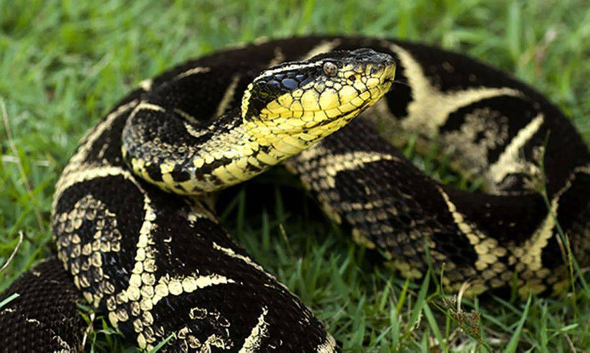Picado por cobra venenosa, topógrafo de 60 anos está em coma induzido no Hospital Regional de Vilhena