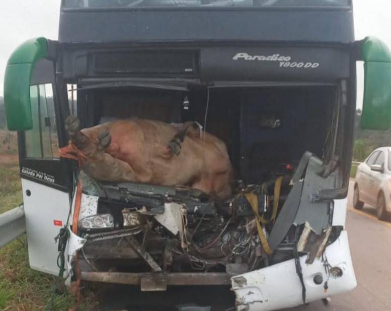 ÁUDIO E VÍDEO: viralizam imagens de boi que foi parar dentro de ônibus após ser atingido pelo coletivo na BR 364, em Rondônia