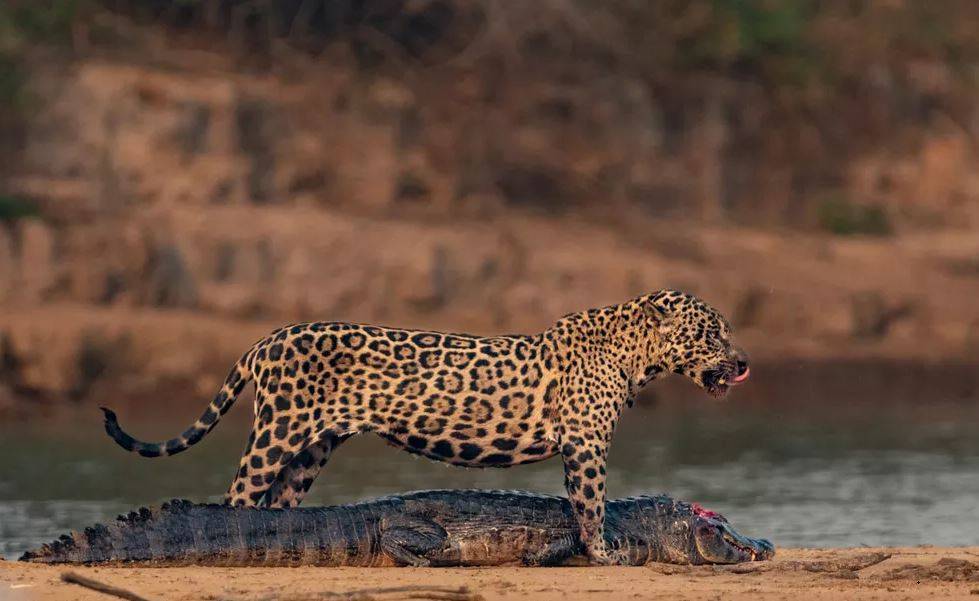 Em Estado vizinho, fotógrafo flagra “oncinha” dando demonstração de força e agilidade caçando jacaré maior que ela