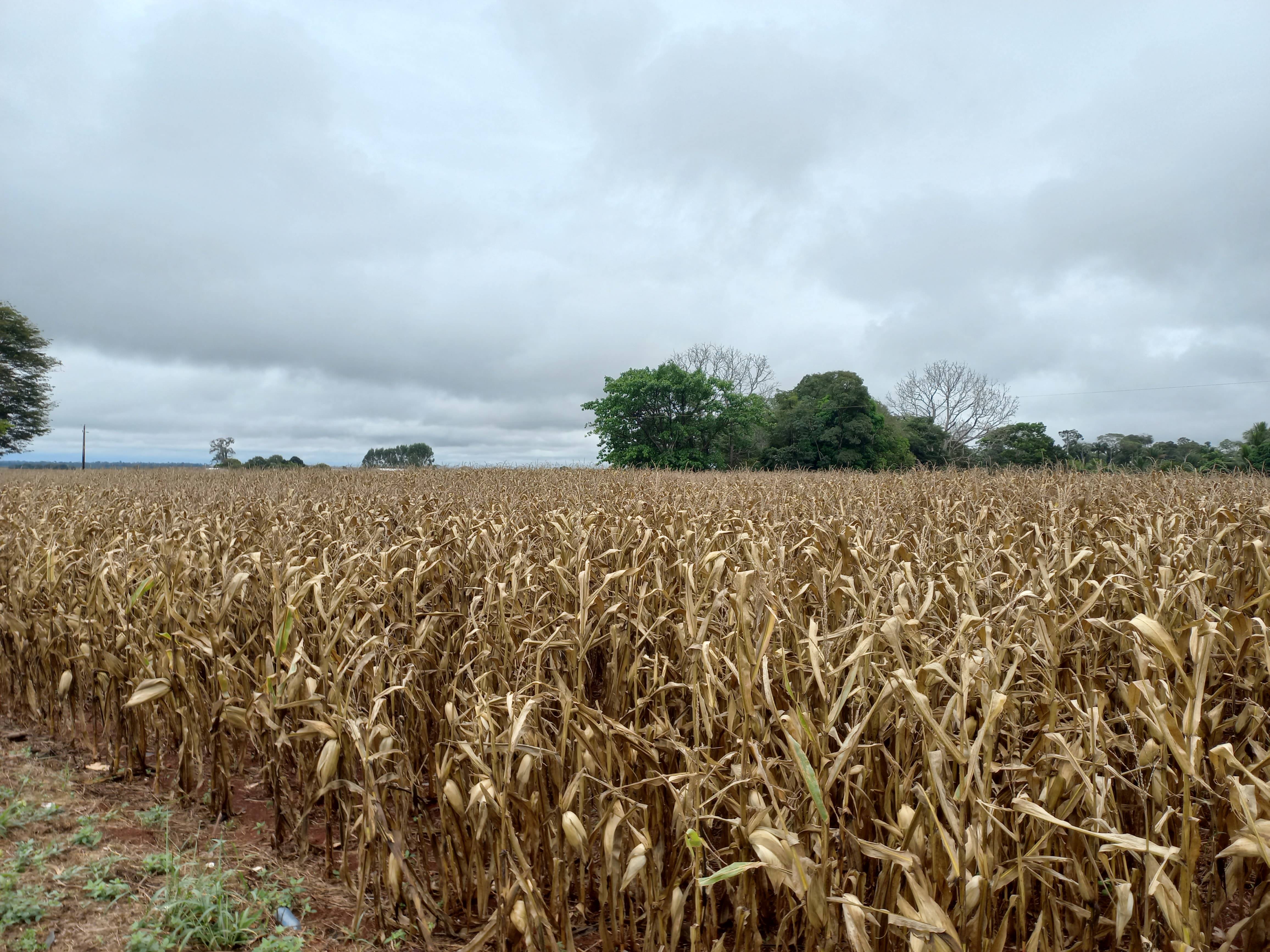 Mesmo com atraso no plantio e chuva na colheita, safra de milho poderá chegar a 14 milhões de sacas na região de Cerejeiras