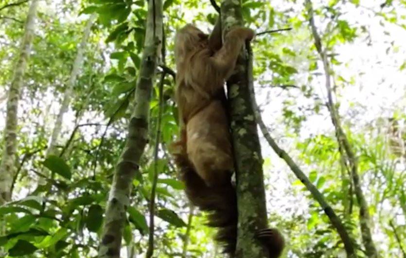 ASSISTA VÍDEO: bicho-preguiça que teve pata arrancada por pit bull volta à natureza e emociona servidores que o resgataram