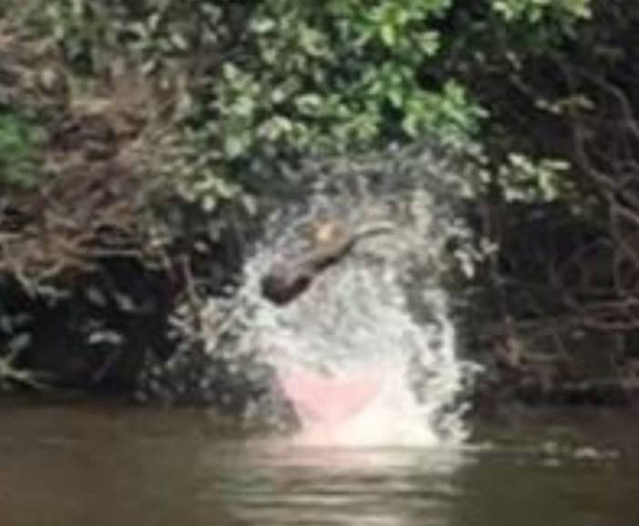 ASSISTA VÍDEO: pescadores vilhenenses filmam mais um combate mortal entre boto e peixe elétrico no rio Guaporé