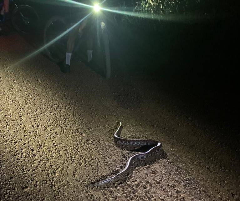 ASSISTA VÍDEO: cobra rara assusta ciclistas durante trilha, é capturada por biólogo e solta na área rural de Vilhena