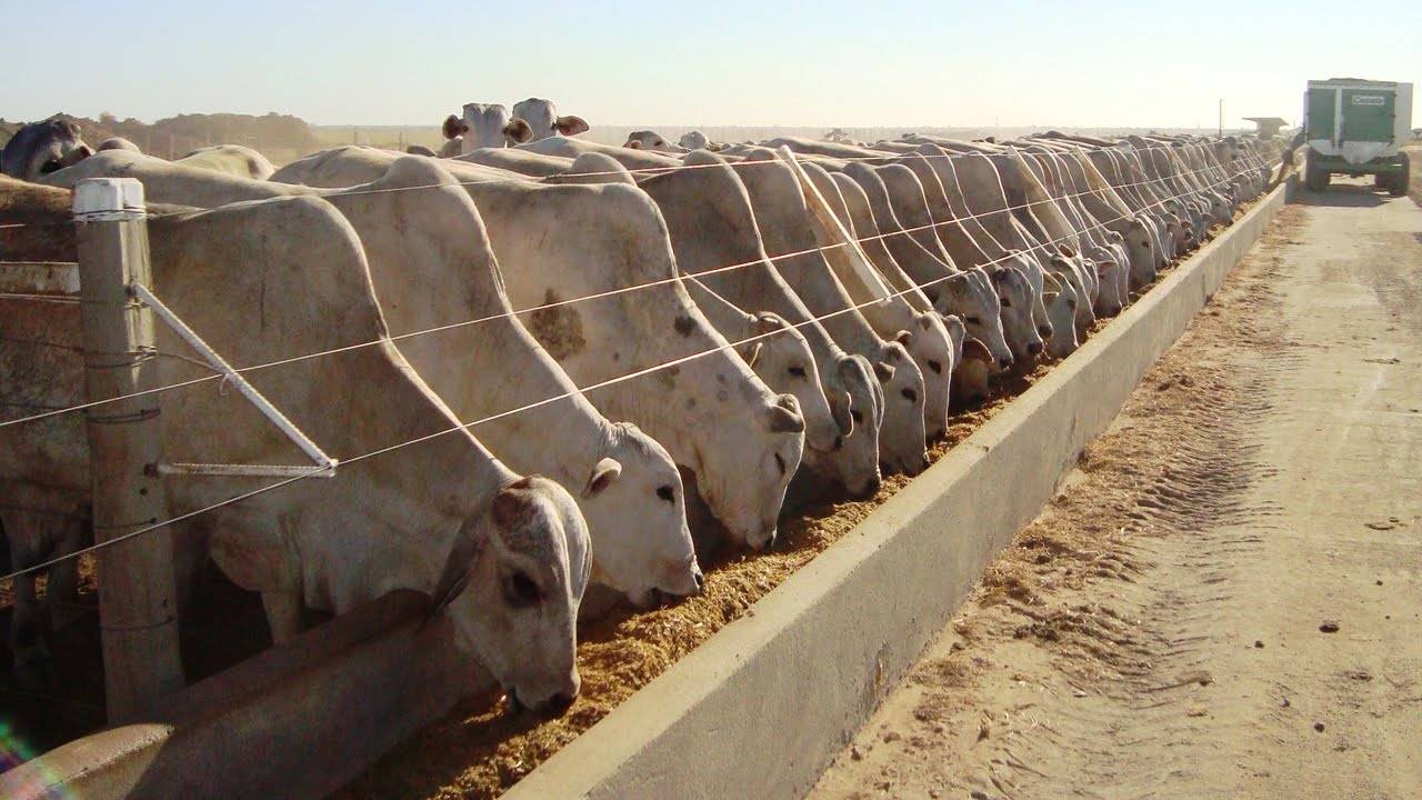 Rebanho bovino em Vilhena cresce quase 30% na pandemia acompanhando aumento estadual