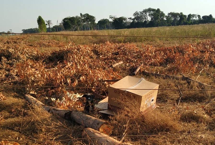 ASSISTA VÍDEO: cãozinho abandonado na área rural de Cabixi é mais um caso de maus tratos contra animais no Cone Sul de Rondônia