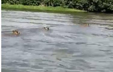 ASSISTA: vídeo mostrando três onças pintadas nadando juntas no rio Guaporé, em distrito pertencente a Cabixi, viraliza no WhatsApp