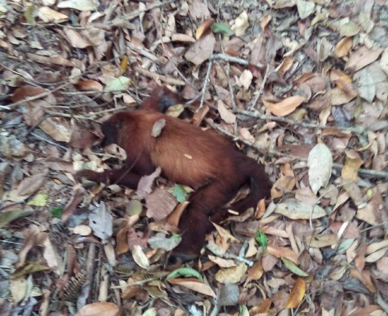 Em cidade de Mato Grosso na divisa com Rondônia, Bombeiros encontram macacos doentes e mortos; caso gera apreensão