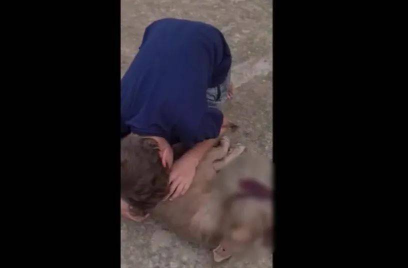ASSISTA: viraliza em Rondônia vídeo gravado por ex-candidata a deputada que teve cadela pit bull abatida a tiros por policial
