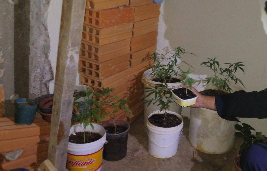 Rapaz corre ao ver viatura, é alcançado e revela que planta maconha no apartamento que divide com amigo; ambos foram detidos