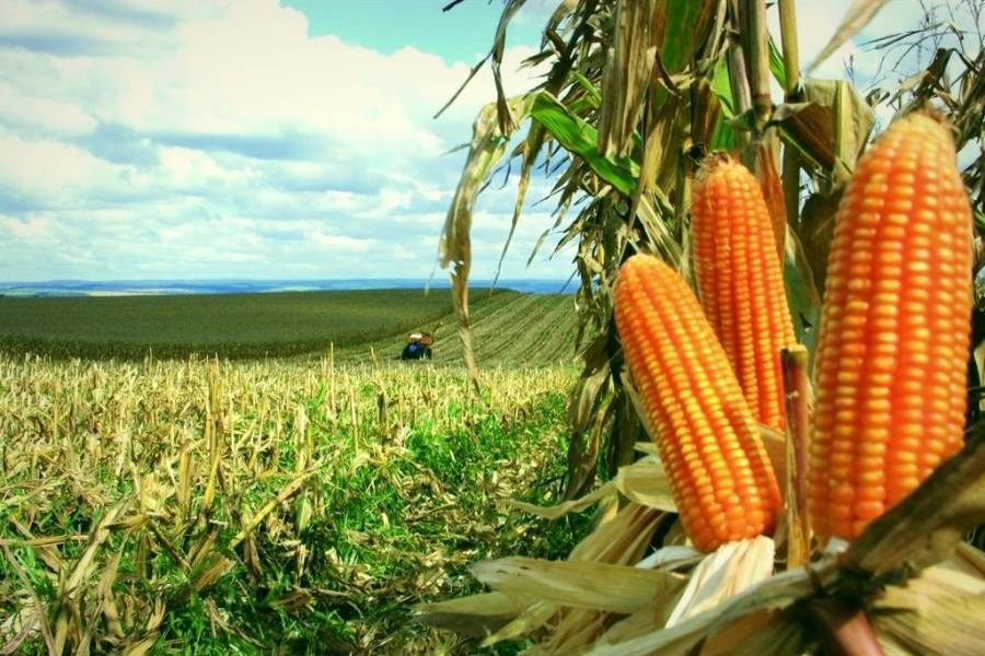 Rondônia deve colher safra recorde de milho, com aumento de 23%; Cone Sul concentra mais de 70% da produção