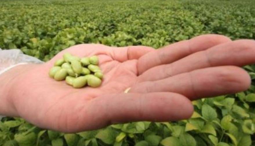 Em “briga” na justiça contra plantadores de soja em RO e outros Estados, multinacional do agro terá de depositar R$ 1,3 bilhão em royalties