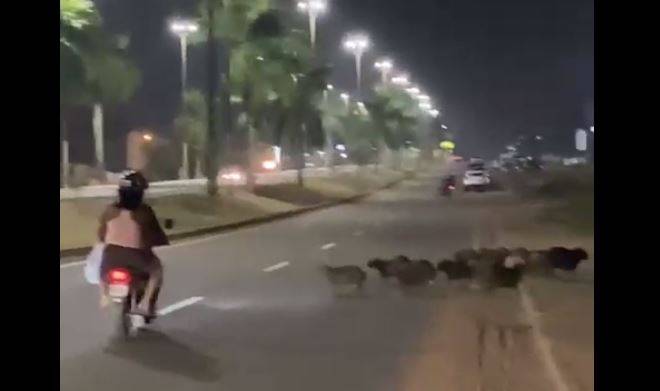 ASSISTA: vídeo mostra bando de capivaras tentando atravessar rodovia para fugir de incêndio em cidade de RO