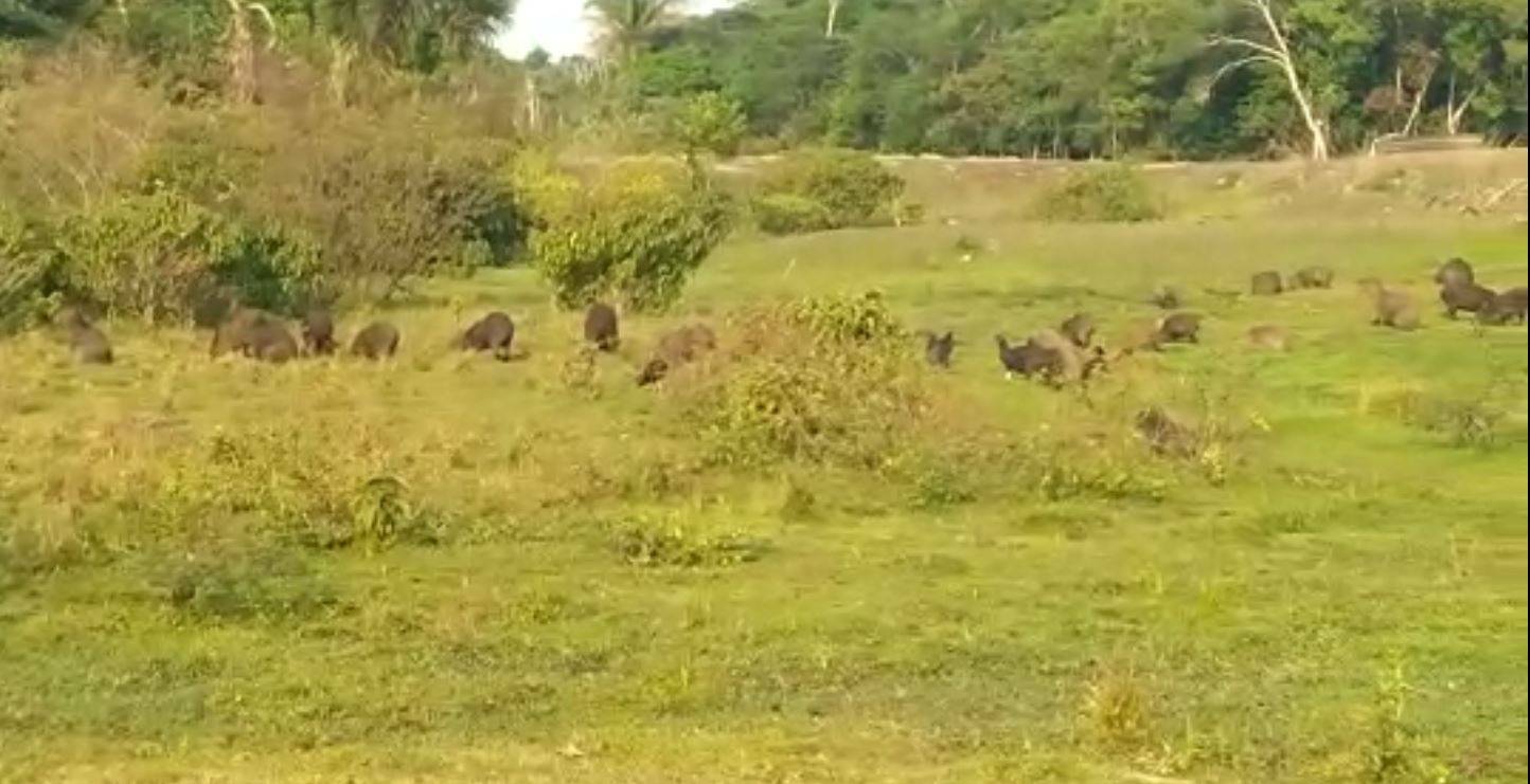 ASSISTA VÍDEO: no Dia Internacional da Capivara, bando da espécie ameaçada por caçadores é filmado em Vilhena