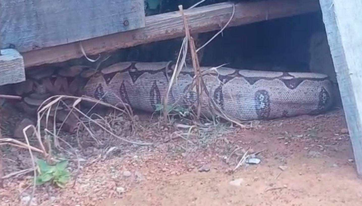 VEJA VÍDEO: em Vilhena, Bombeiros capturam uma jiboia que viajou 180 km em motor de carro e outra que teria engolido gato