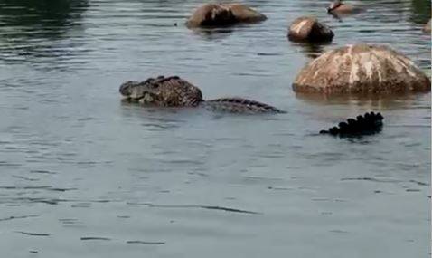 ASSISTA VÍDEO: “superjacaré” é filmado no mesmo local onde onças foram vistas nadando juntas em trecho do rio Guaporé, em Cabixi