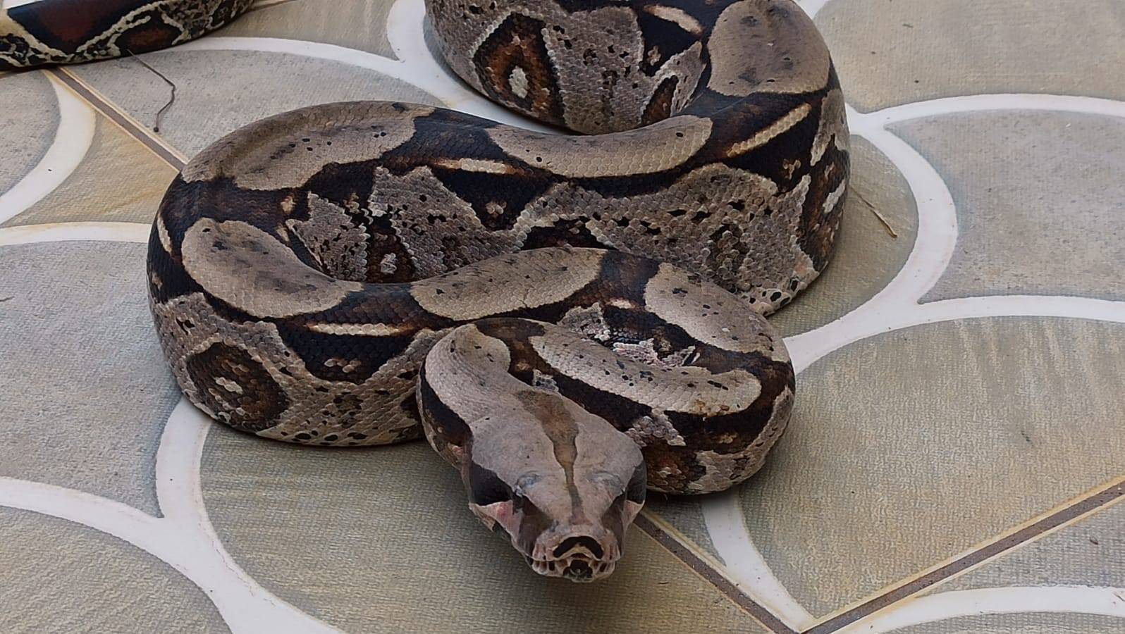 VÍDEO: Jiboia “cai” em canteiro de uma das avenidas mais movimentadas de Vilhena; biólogo resgata e pede pela vida do animal