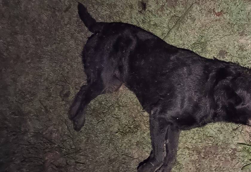 Após perder Labrador dócil, que foi envenenado, agricultora denuncia matança de cachorros na área rural de Vilhena