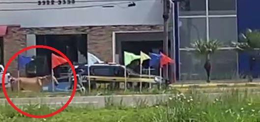 ASSISTA: viraliza vídeo que mostra viatura da PRF “rebocando” cavalo em avenida movimentada de Vilhena
