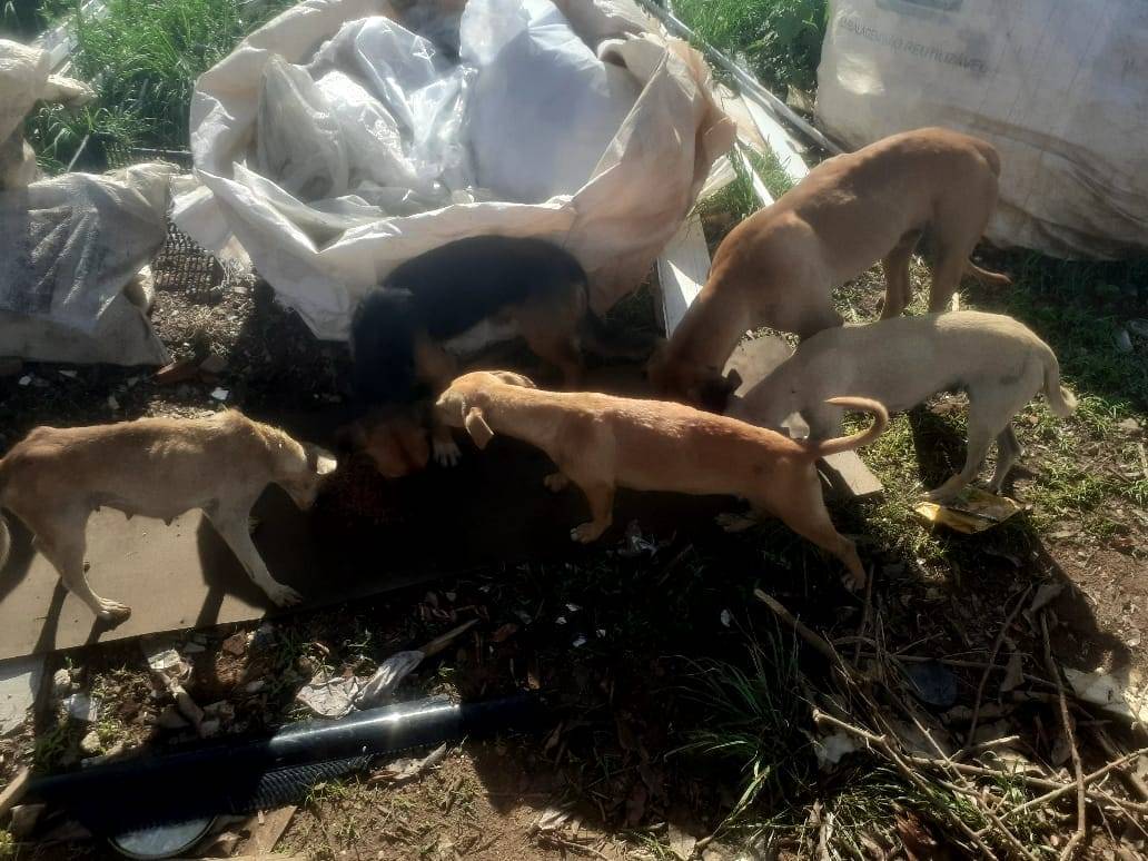 VEJA FOTOS: ONG pede ajuda para resgatar animais abandonados em lixão e confirma relatos de crueldades em Vilhena