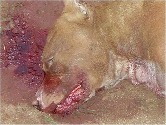 Policia é obrigada a sacrificar Pit Bull que ameaçava família em Vilhena