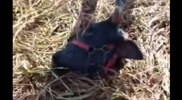 ASSISTA VÍDEO: ladrões matam duas vacas para furtar carne na zona rural de Vilhena; uma delas estava enxertada