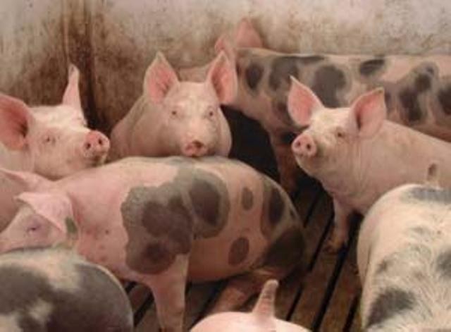 Chacareiros foram notificados, mas não estão proibidos de criar porcos