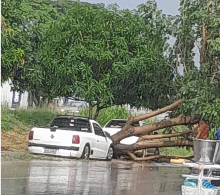 ASSISTA VÍDEO: morador de Vilhena flagra temporal derrubando árvore em avenida no centro da cidade