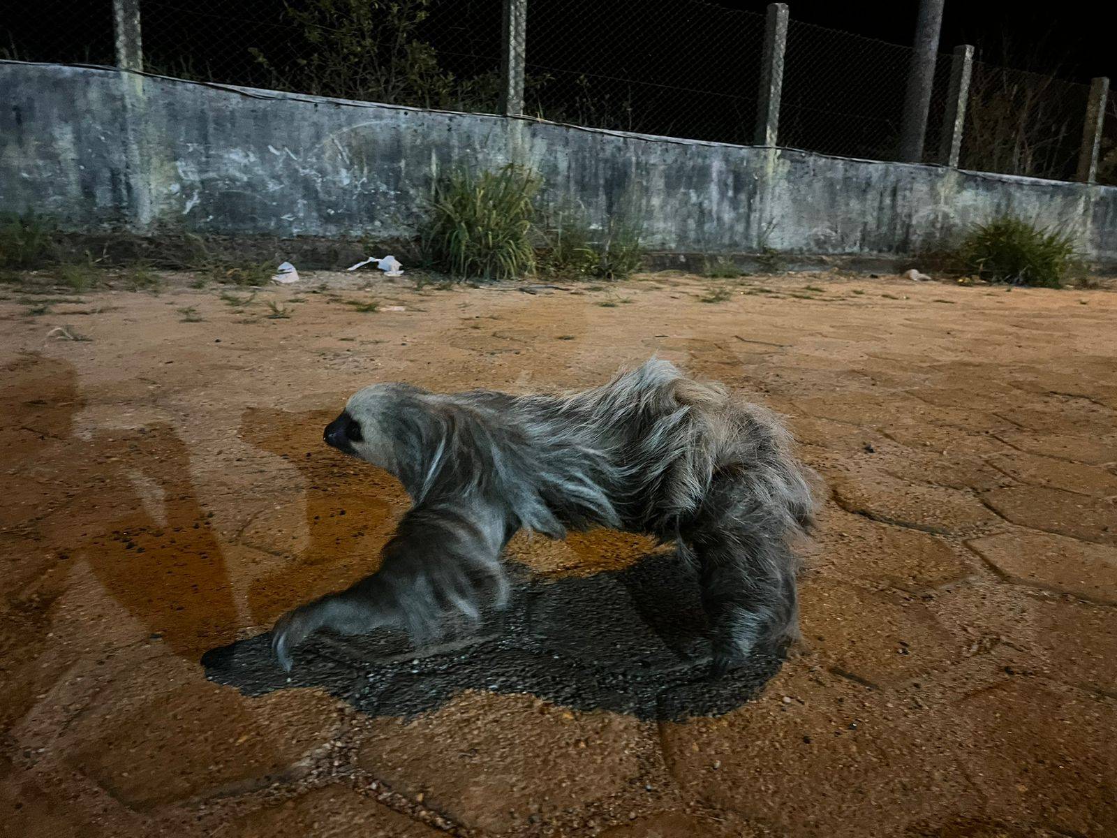 ASSISTA VÍDEO: Bombeiros são acionados, capturam bicho-preguiça no Posto Fiscal de Vilhena e devolvem animal à natureza