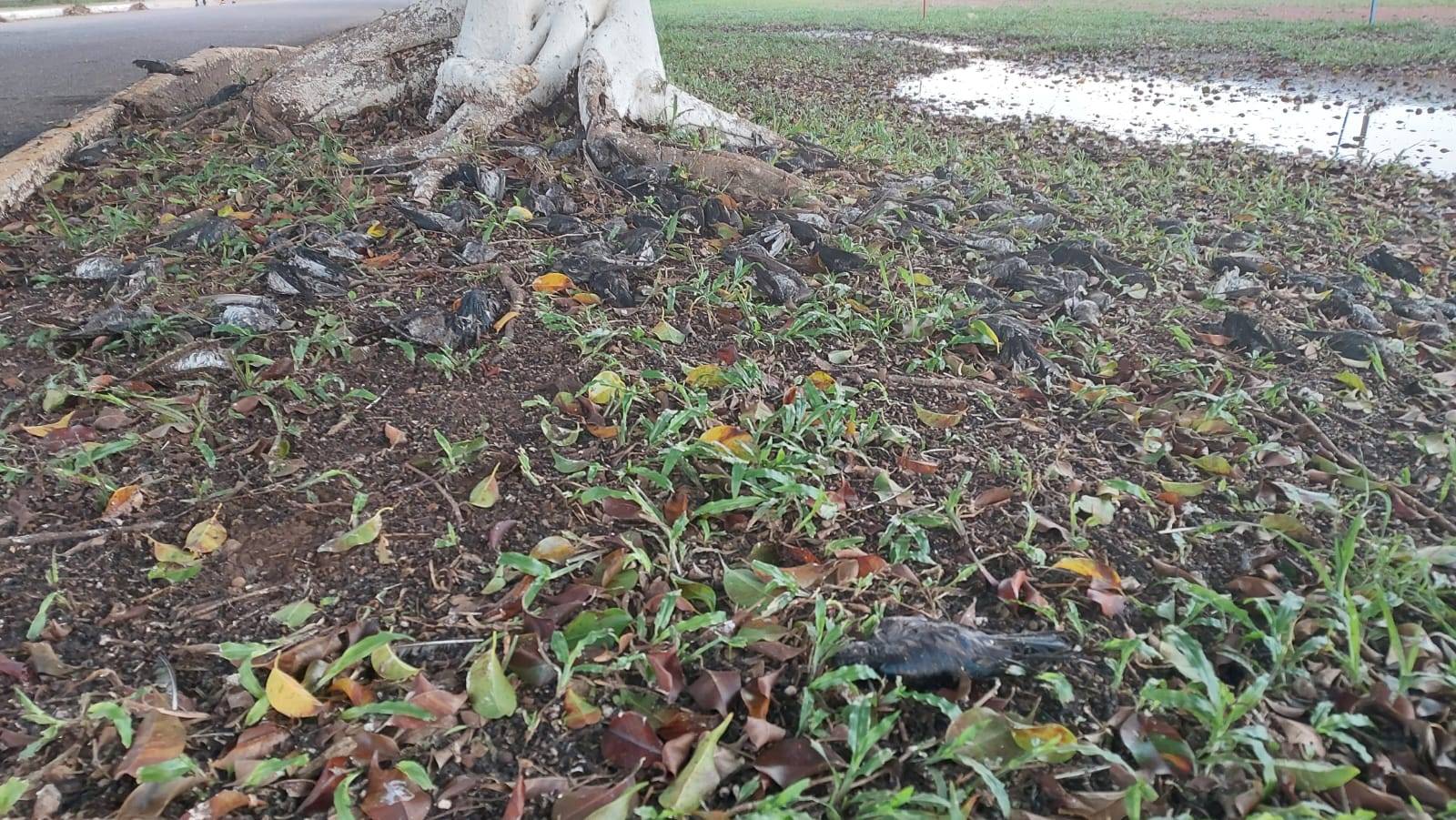 Dezenas de andorinhas aparecem mortas no pátio da prefeitura de Vilhena; aves podem ter sido envenenadas
