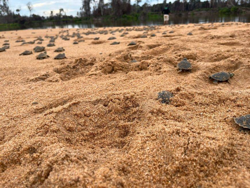 Soltura dos quelônios é realizada no Parque Estadual Corumbiara, no Cone Sul de Rondônia