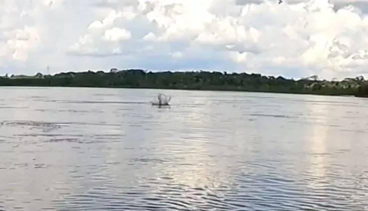ASSISTA: pescador filma casal de botos atacando sucuri em rio de Rondônia e vídeo viraliza na internet