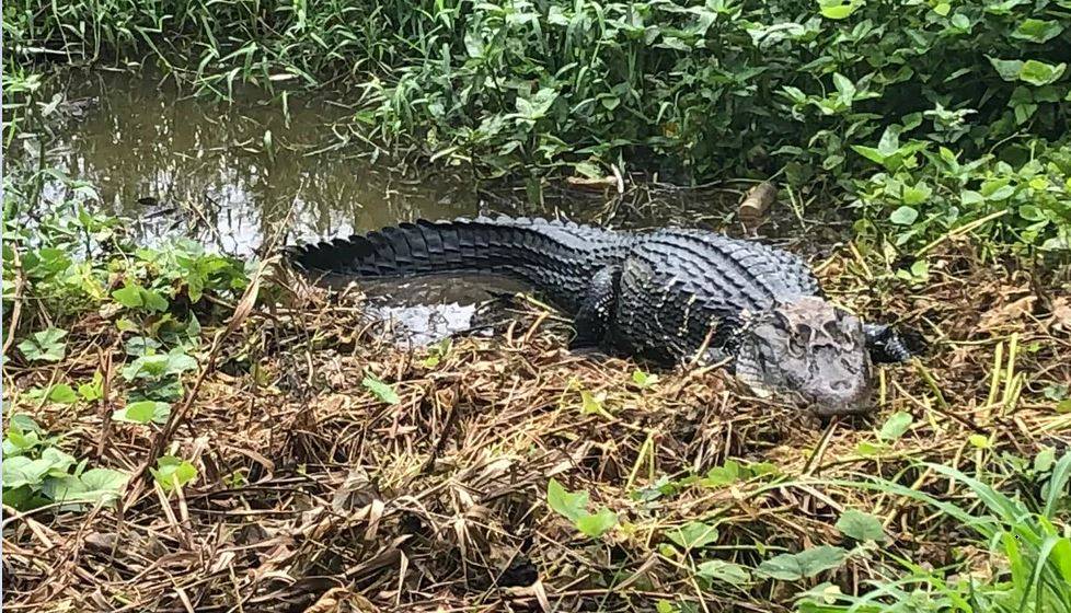 ASSISTA VÍDEO: jacaré vira atração em restaurante de Rondônia e imagens viralizam nas redes sociais
