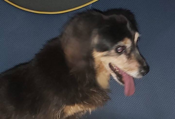 Há duas semanas cuidando de cachorrinha achada no centro da cidade, casal pede ajuda para encontrar donos