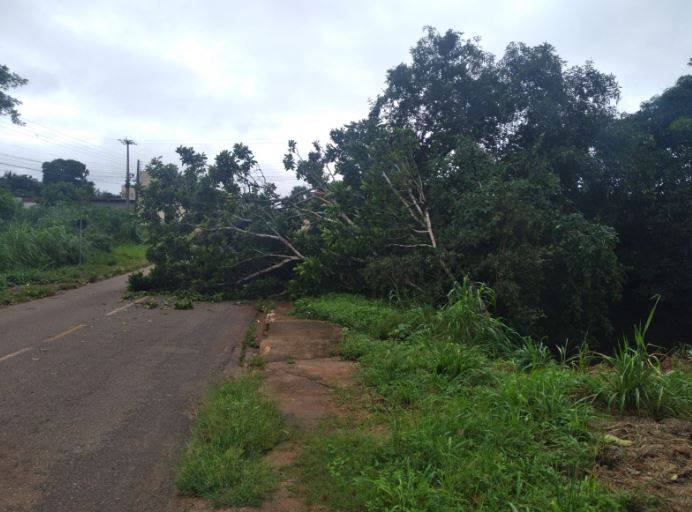 ASSISTA VÍDEO: chuva intensa derruba árvore, que interdita parte de rua em Colorado do Oeste; prefeitura é acionada