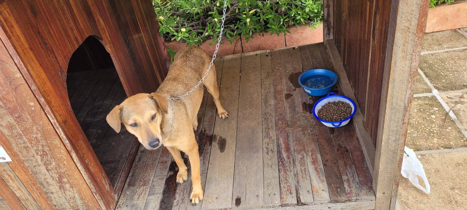 ASSISTA VÍDEO: ao abandonar cadelinha na rua, em Vilhena, dono deixa bilhete pedindo que outros façam o que ele não fez