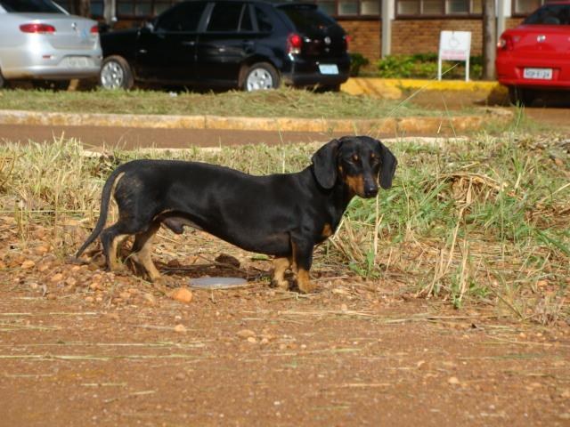 Projeto para retirar animais das ruas só vai sair do papel em 2013