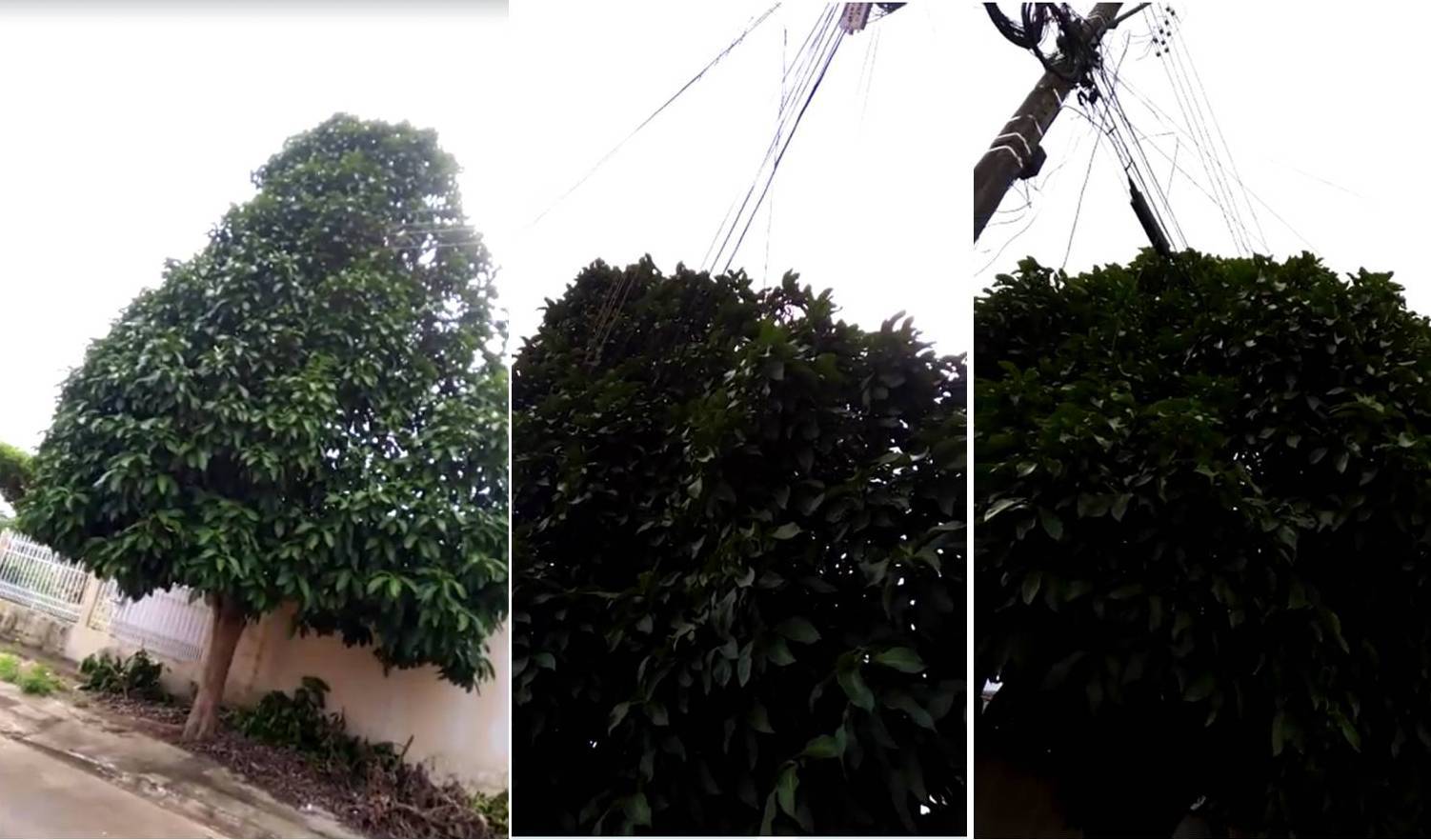 ASSISTA VÍDEO: morador denuncia risco em bairro de Vilhena onde rede elétrica foi “engolida” por árvores