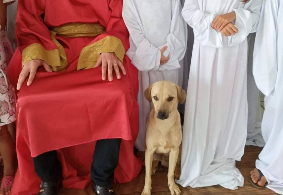 Ataques de abelhas em Vilhena matam cinco cães, um gato e deixam dois idosos feridos; moradora salvou homem de 75 anos