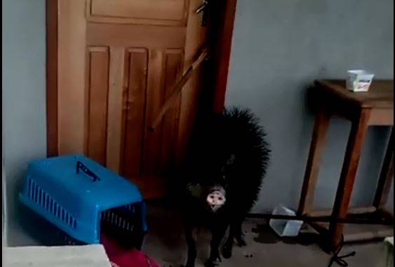ASSISTA VÍDEO: porco do mato mantém dona de casa “refém” na área rural de Cabixi; animal também ataca lavouras na região