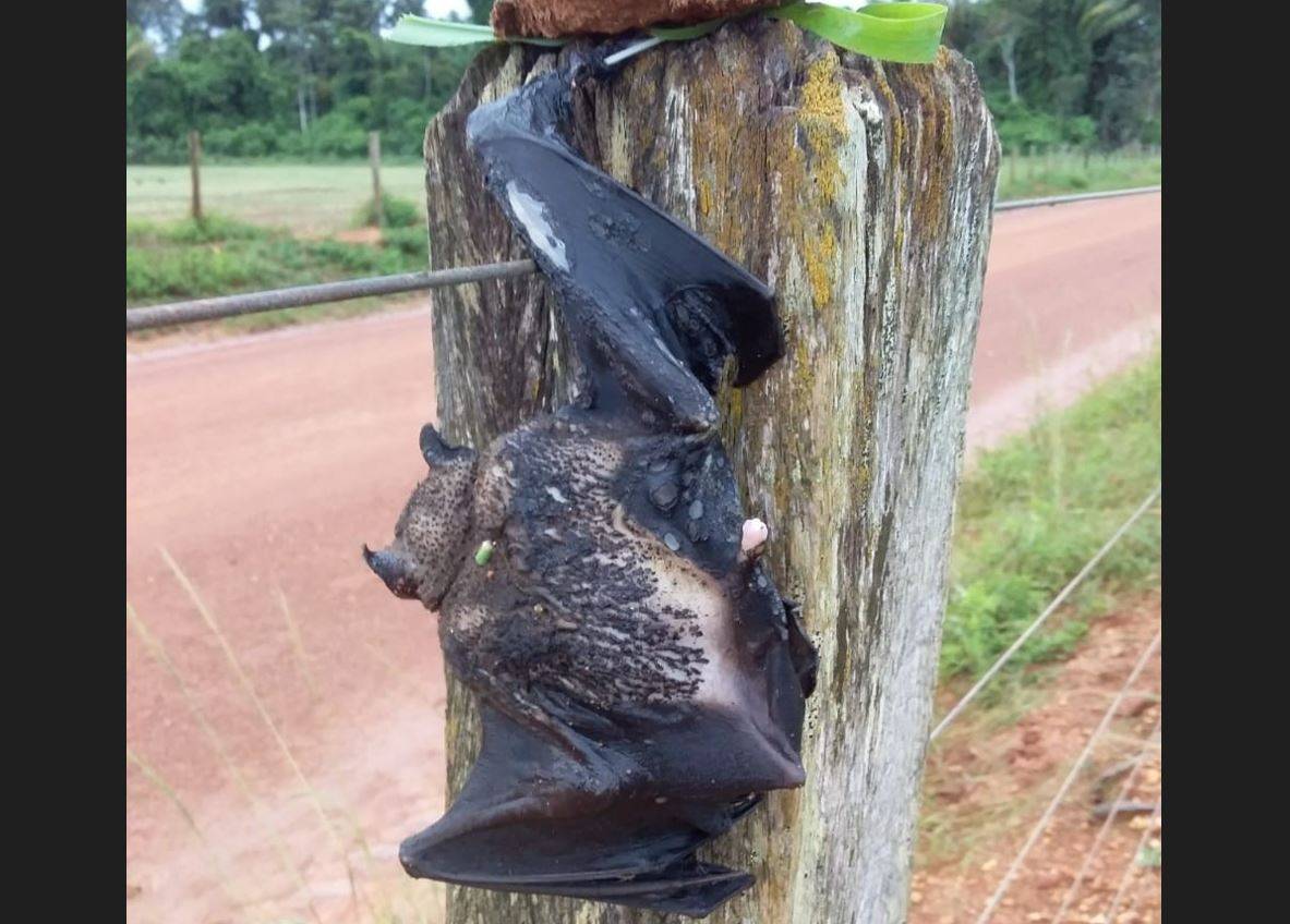 Supermorcego atinge rede de alta tensão, morre eletrocutado e deixa comunidade sem energia na zona rural de Cabixi