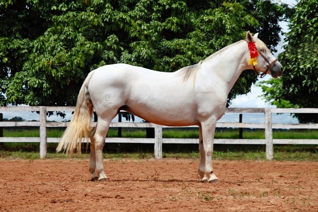Criação de cavalo crioulo de Vilhena ganha prêmio nacional em Campo Grande
