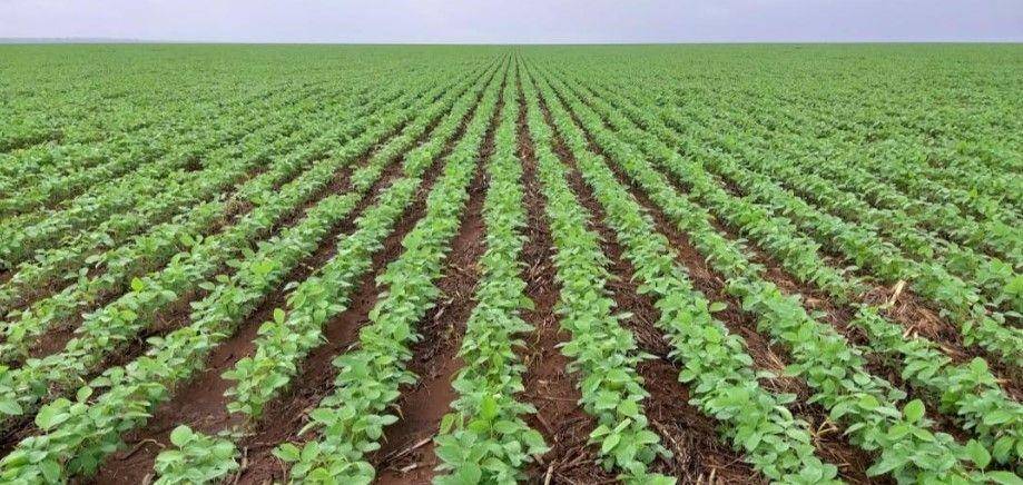 Chama a atenção nas redes sociais mais uma megafazenda de 90 mil hectares em MT sendo oferecida por R$ 5,5 bilhões