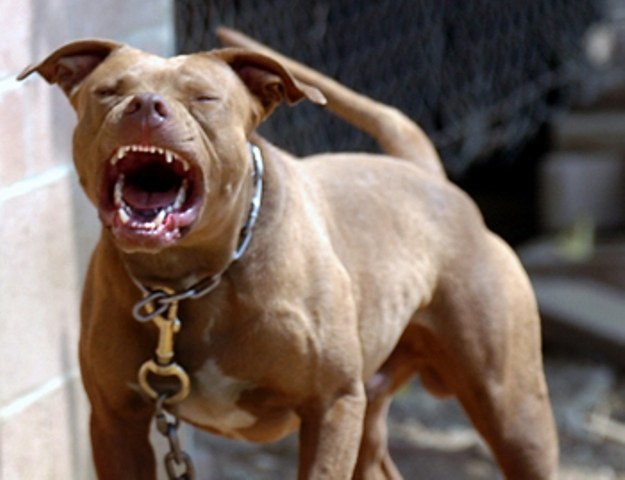 Policial abate Pit Bull que atacou criança e dono de animal se irrita