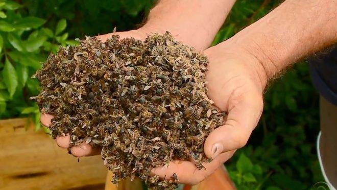 Agrotóxicos mataram mais de 40 milhões de abelhas em Rondônia, e a região de Vilhena é a mais afetada