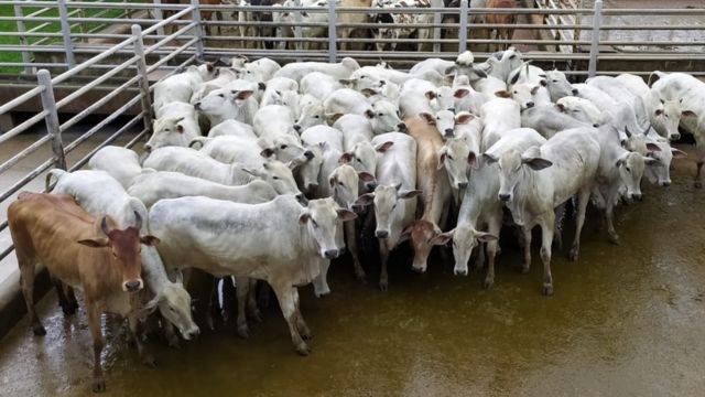VÍDEO: pecuarista de Rondônia embarca primeiro lote de gado para a China; animais foram abatidos em Vilhena