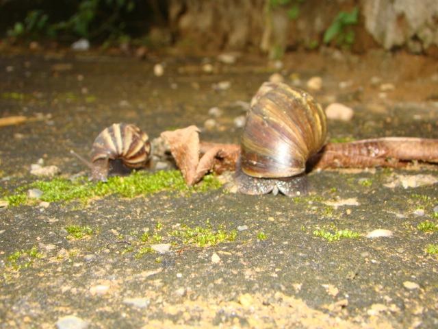 Autoridades ignoram foco de caramujo africano no centro da cidade