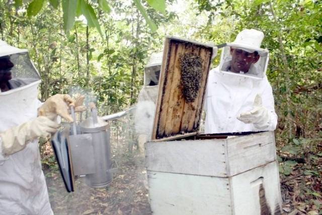 Após reportagem viralizar, FOLHA resgata texto de 2013 mostrando efeitos de agrotóxicos na produção de mel, em Vilhena