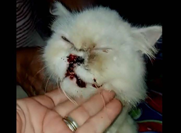 VÍDEO: gatinha com mandíbula destruída revela detalhes da história de amor que se transformou em horror na área rural de Vilhena